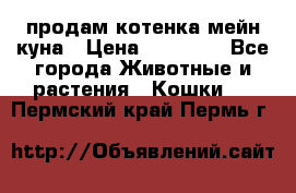 продам котенка мейн-куна › Цена ­ 35 000 - Все города Животные и растения » Кошки   . Пермский край,Пермь г.